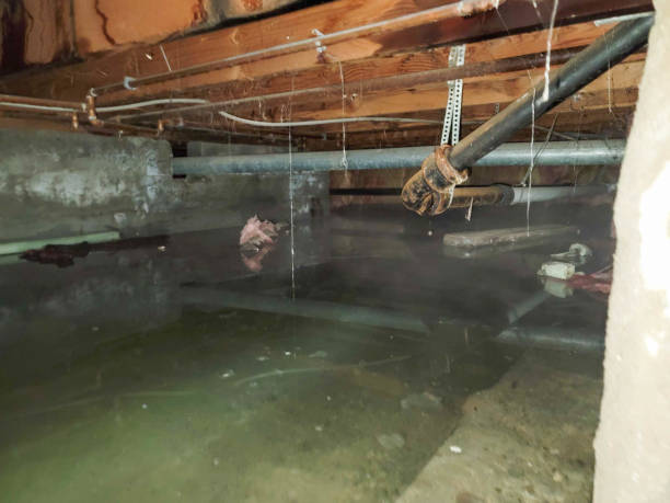 Best Residential water damage restoration  in Dodge Center, MN