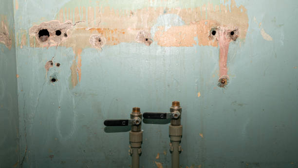 Best Mold removal after water damage  in Dodge Center, MN